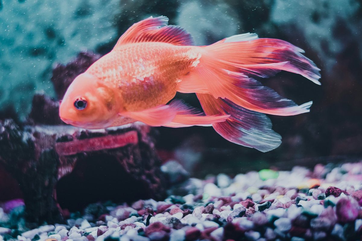 Fargerike fisker i et akvarium