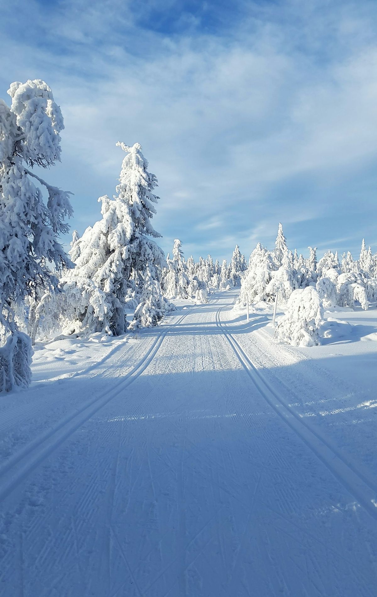 Preparert skiløype gjennom snødekt granskog en klar vinterdag