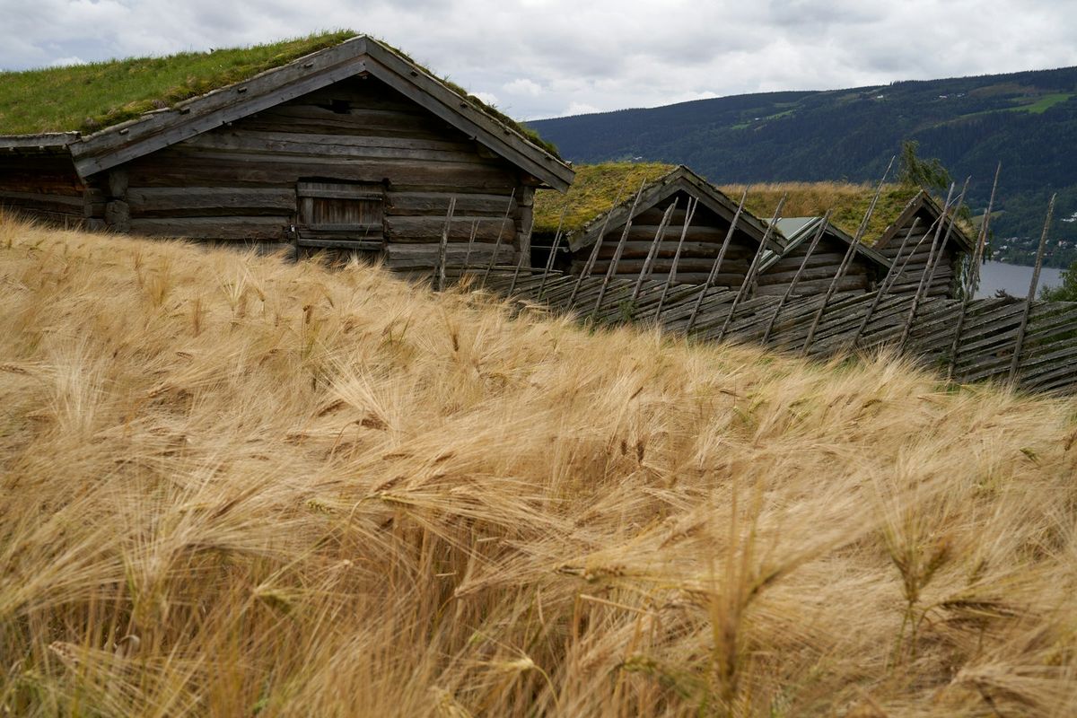 Friluftsmuseum med gamle trehus
