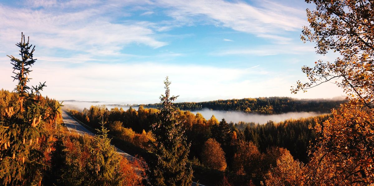 Skogsvei gjennom barskog i innlandet